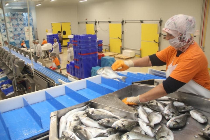 78 bin ton balık ihracatı gerçekleştirildi