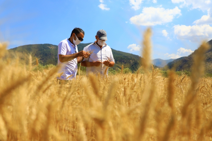 Ali Ekber Yıldırım yazdı: Buğday krizi ekmek krizine dönüşüyor