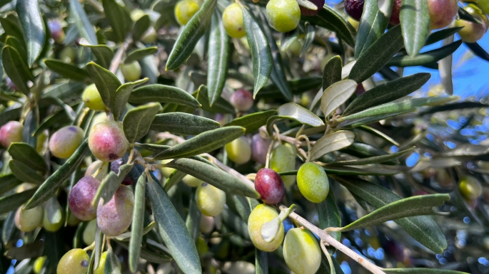 Aliağa, Zeytin Hasat Şenliğinde Buluşuyor