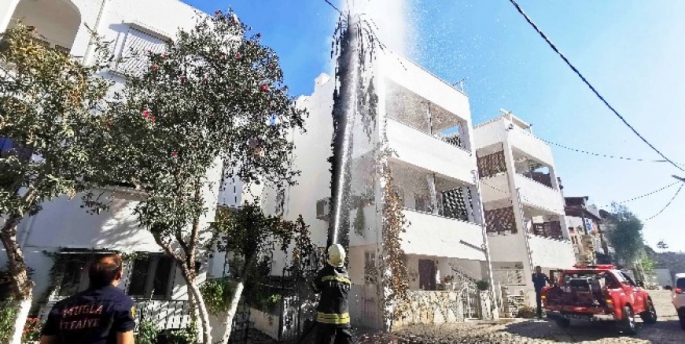 Asırlık palmiye ağacını ateşe verdiler mahalle yanıyordu