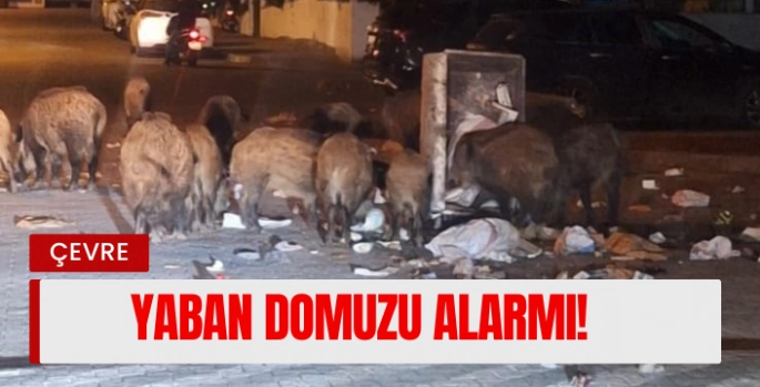Aydın ve Muğla'da Yaban Domuzu Alarmı