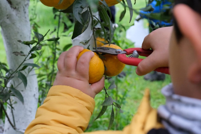 Başkan Aras Öğrencilerle Mandalina Hasadı Yaptı