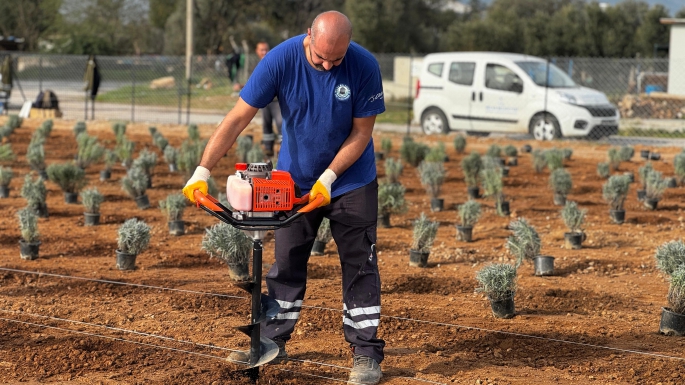 Belediye “Lavanta Kokulu Milas” İçin Çalışmalarına  Başladı