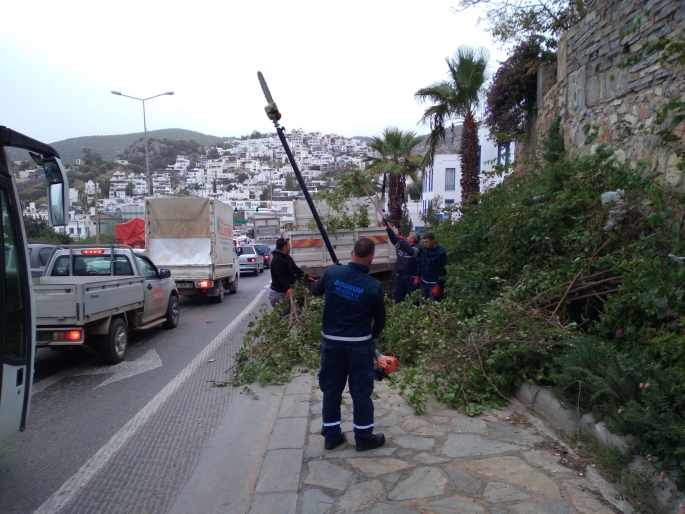 Bodrum belediyesi fırtınada zarar gören ağaçlara müdahale etti