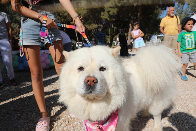 Bodrum'da can dostları için şenlik düzenledi