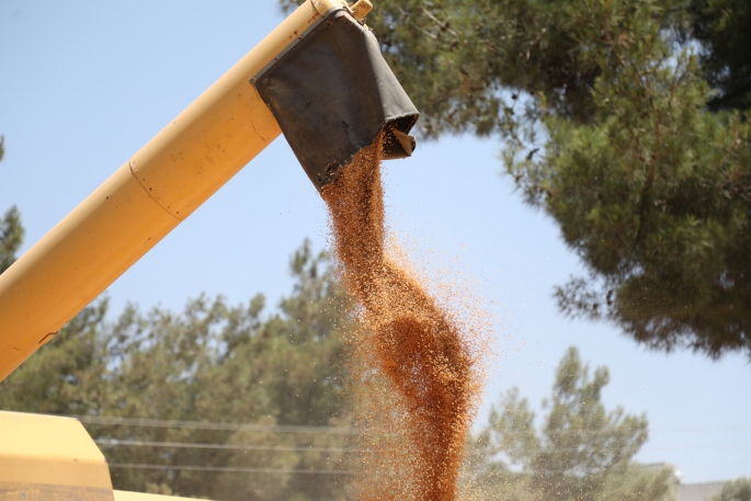 Bodrum'da hasat zamanı