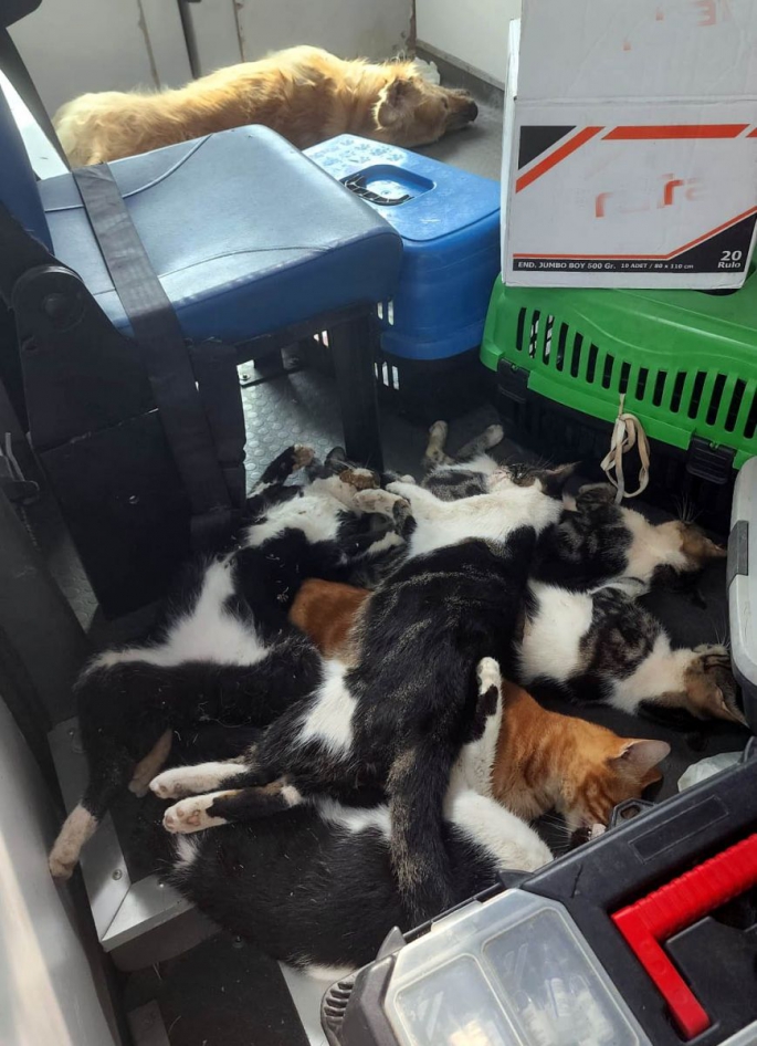 Bodrum’da kedi katliamı!