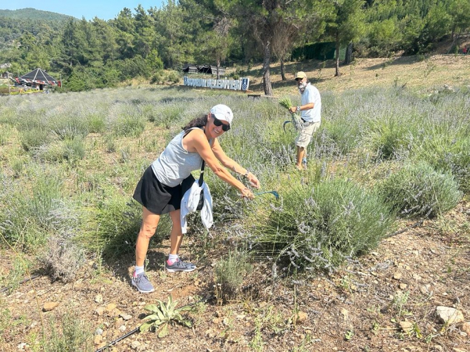 Bodrum'da Lavanta Hasadı Başladı 