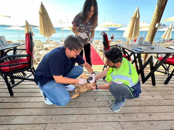 Bodrum'da sokak hayvanlarına sağlık hizmeti