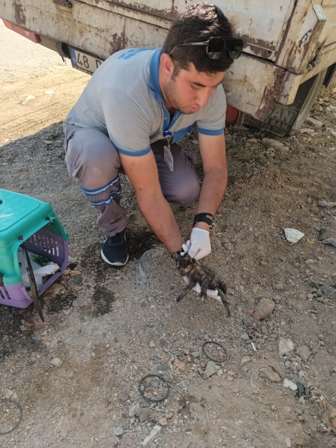 Bodrum'da yavru kedi için veteriner işleri seferber oldu