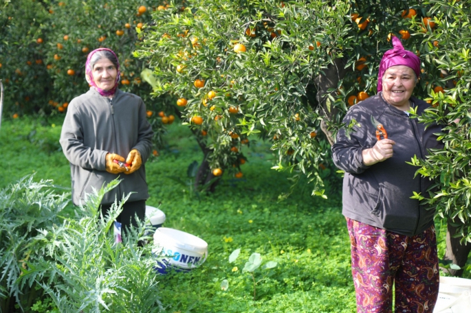 Bodrum Mandalini Zincir Marketlerde 