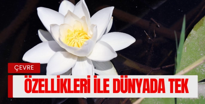 Bu çiçek, özellikleri ile dünyada tek