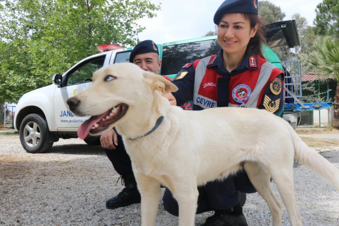 ‘Cesi’ depremden 73 gün sonra sahibine kavuştu