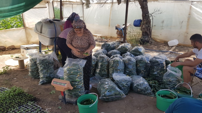 CHP'li Girgin'den 'semt pazarları açılsın' çağrısı: Ürünler tarlada kaldı