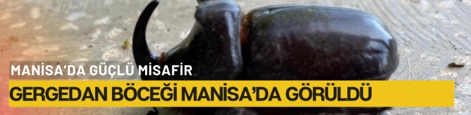 Dünyanın en güçlü böceği olarak bilinen Gergedan böceği Manisa'da
