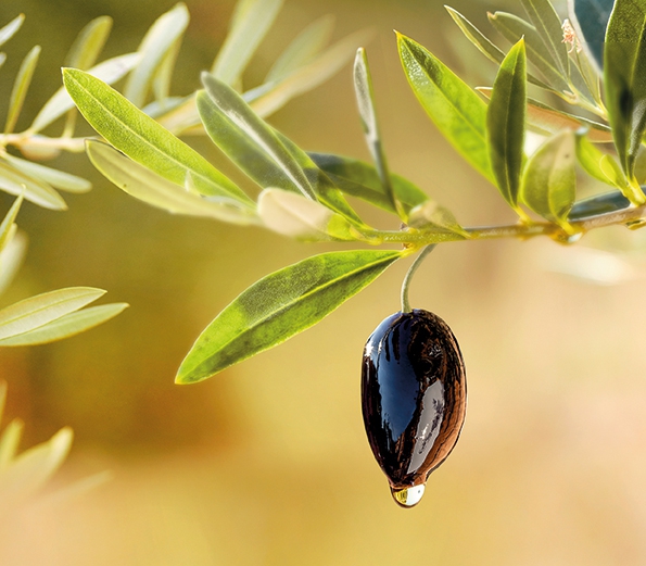 Ege’de zeytin hasadı dertli başladı