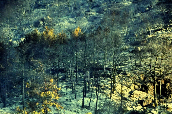 Gökova'da 50 hektar ormanlık alan kül oldu