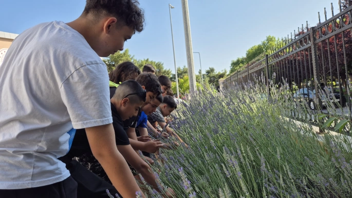 Gönüllü gençler Lavanta hasadında buluştu