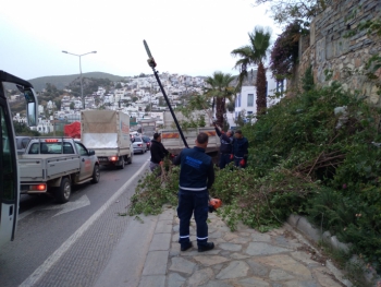 Bodrum belediyesi fırtınada zarar gören ağaçlara müdahale etti