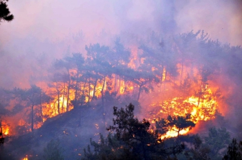 CHP’li Alban'dan yangın gölgesindeki ağaçlarla ilgili flaş iddia!