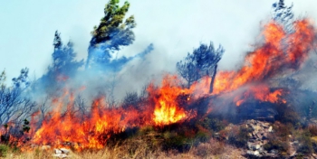 Milas'ta orman yangını başladı