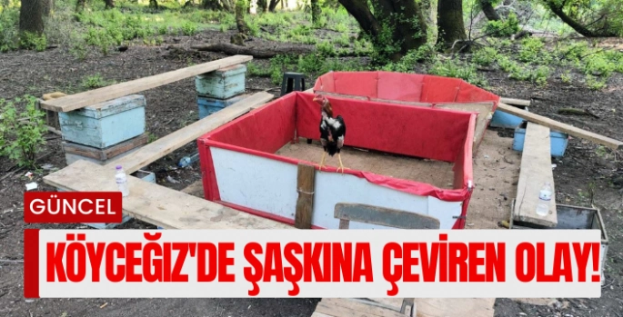 Köyceğiz'de şaşkına çeviren olay! Hayvanları koruma derneği başkanı horoz dövüştürürken yakalandı