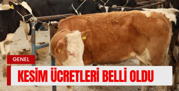 Kurban Bayramı'nda Muğla'da Kesim Ücretleri Belli Oldu: İşte Yeni Fiyatlar ve Kurallar!