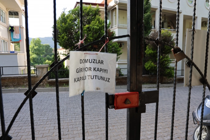 Marmaris'te Domuz İstilası Mezarlıklara Sıçradı