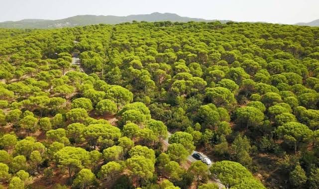 Milas'ta 60 hektarlık alan, maden ocağı için ÇED sürecinde