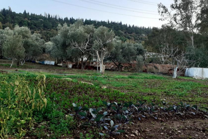 Muğla Barosu zeytinlik düzenlemesine karşı dava açtı