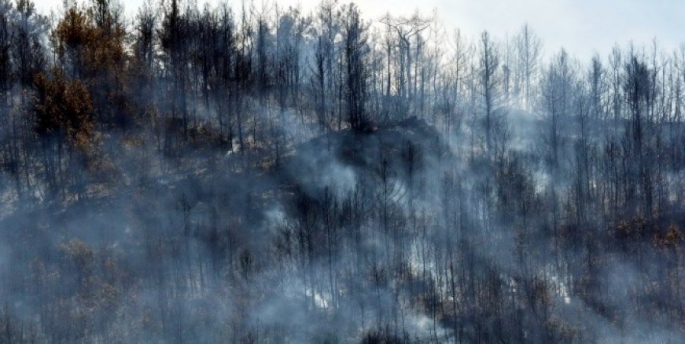 Muğla'da orman oranı yüzde 60’a düştü