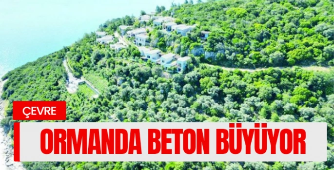 Ormanda Beton Büyüyor: Bodrum’da Lüks Tesise Sit Kalkanı Kalktı