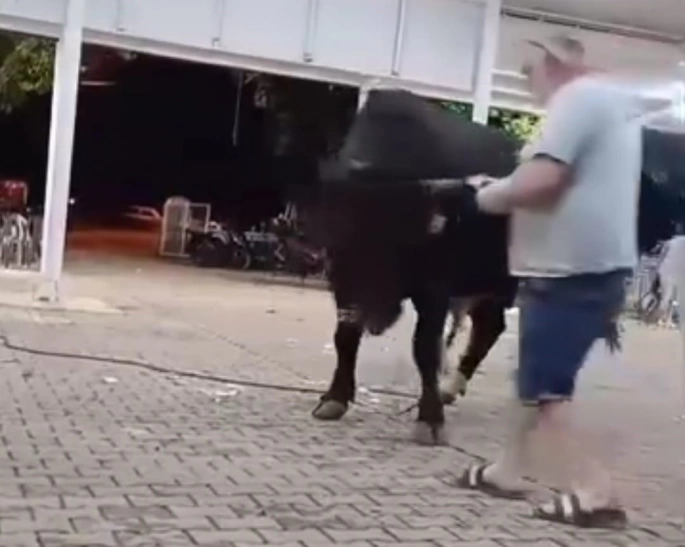 Para atarken boğanın boynuz darbesiyle havaya fırladı