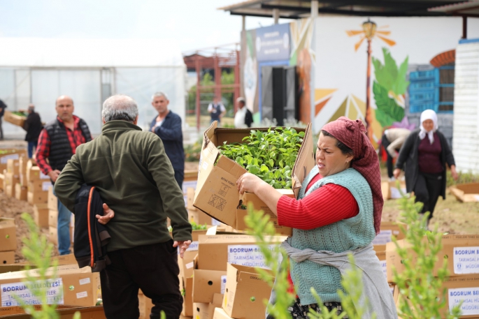 Üreticiye 350 bin fide dağıtıldı!