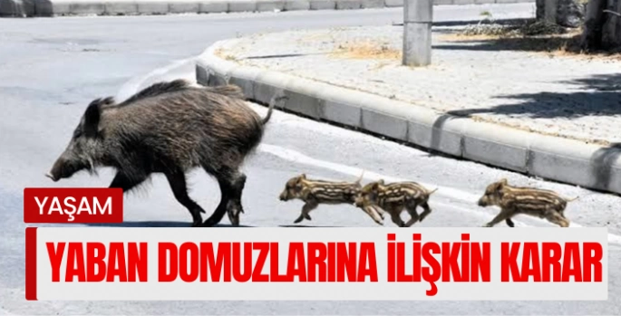  Yaban domuzlarıyla mücadele kararı
