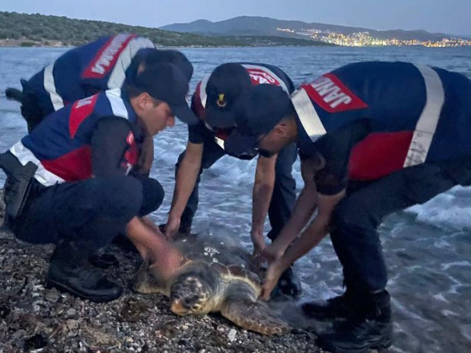 Yaralı Caretta'ya ilk müdahaleyi  Jandarma  yaptı