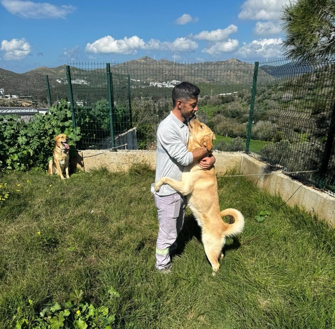 Zehirlenen 5 Köpek Belediye Ekipleri Tarafından Kurtarıldı