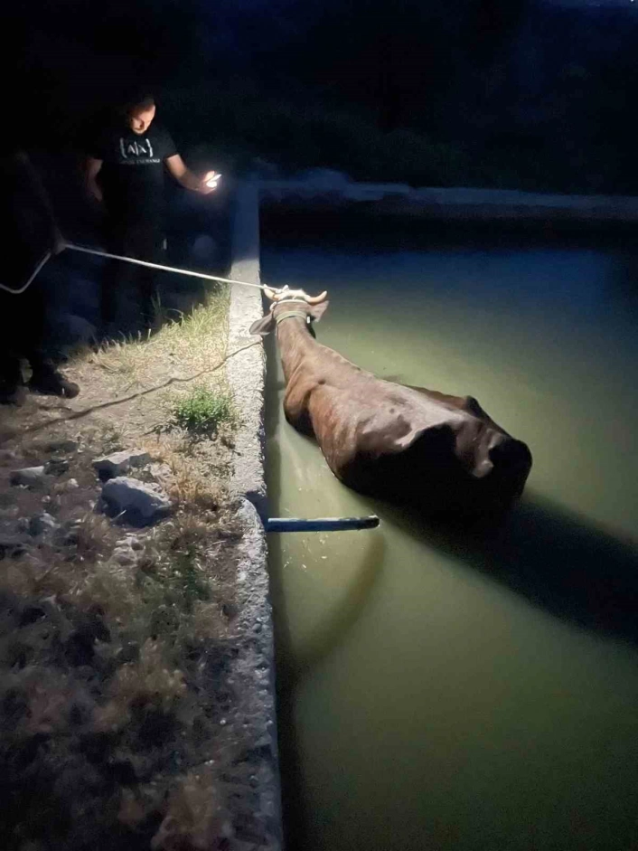 Adıyamanda havuza düşen inek kurtarıldı
