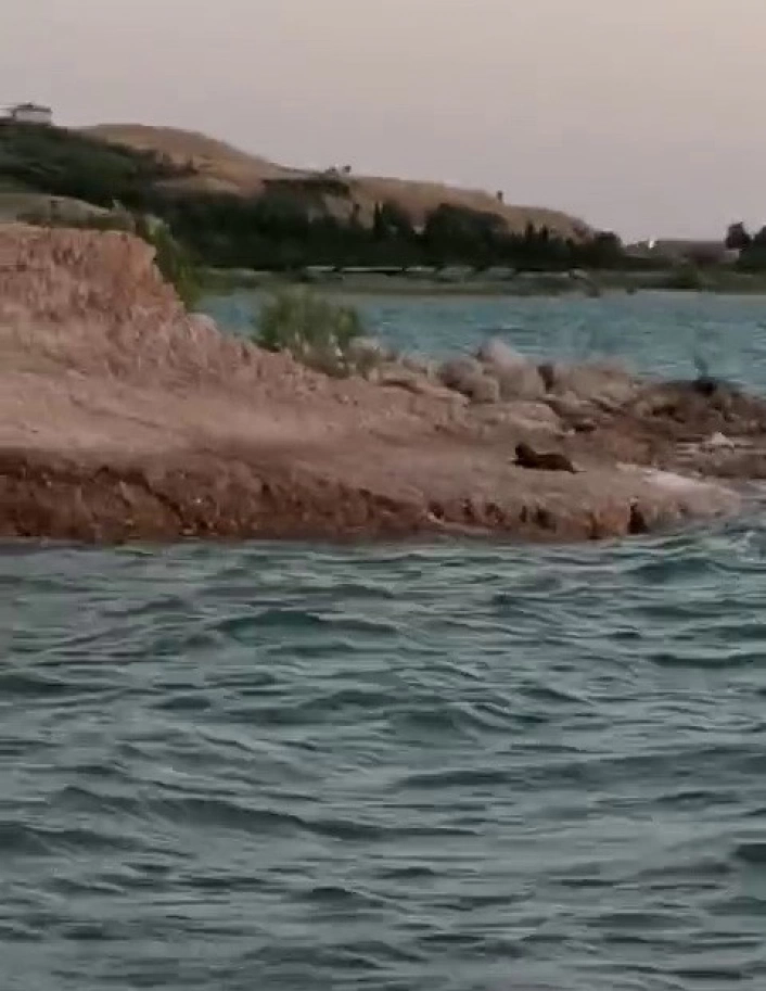 Adıyamanda su samuru görüldü
