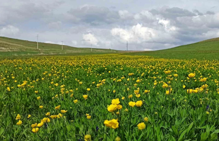 Ahlatta ovalar düğün çiçekleri ve mor sümbüllerle şenlendi
