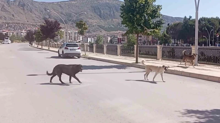 Amasya sokaklarında halkı korkutan köpek çetesi

