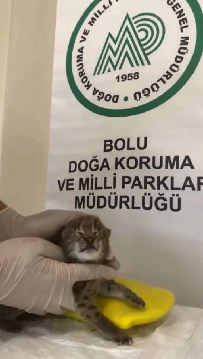 Annesini kaybeden yavru vaşak, korumaya alındı

