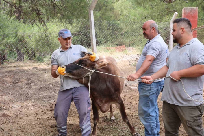 Antalya Büyükşehir Belediyesi Kurban Bayramına hazır
