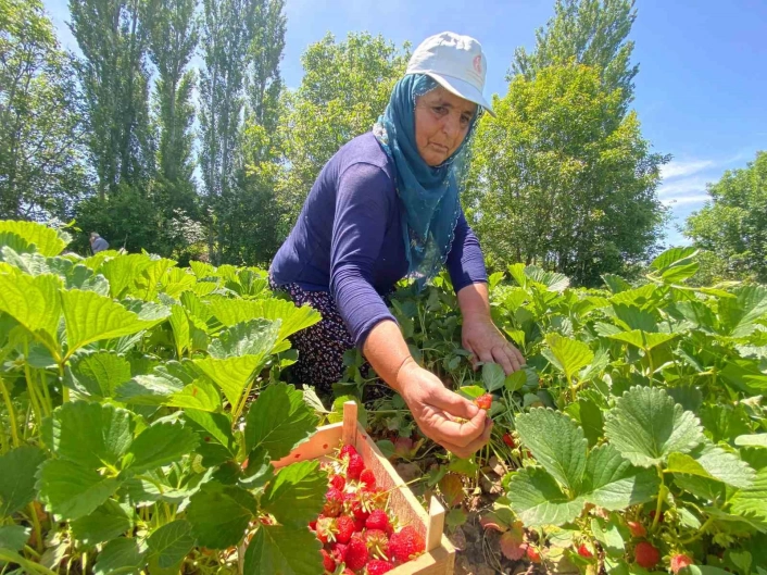 Aromasıyla dikkat çeken Kuyulu çileğinde hasat başladı
