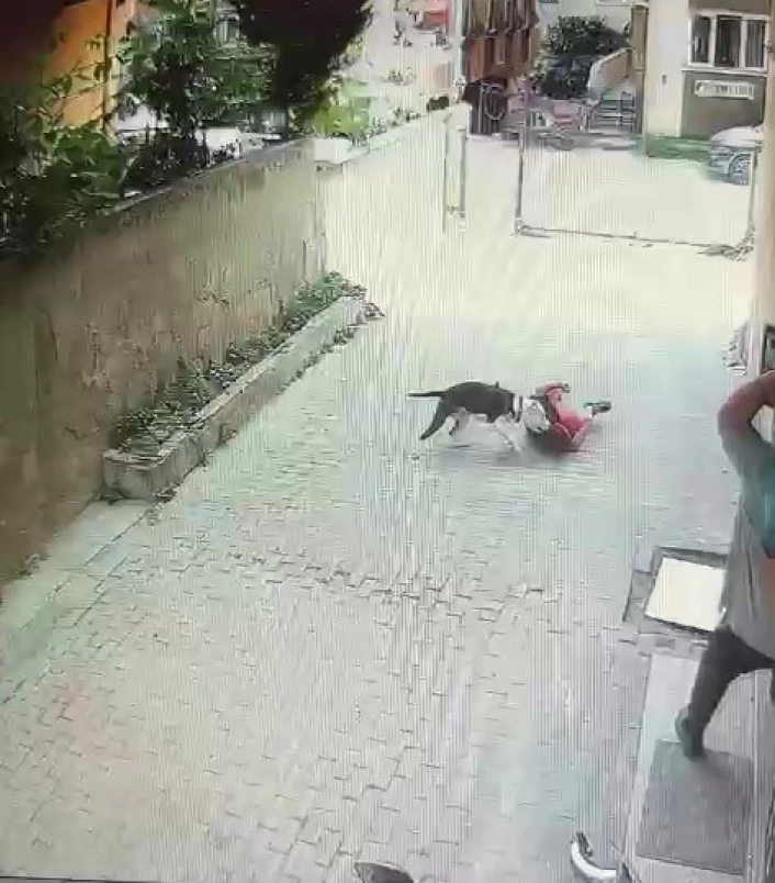 Ataşehirde pitbull cinsi köpeğin çocuğa saldırdığı anlar kamerada

