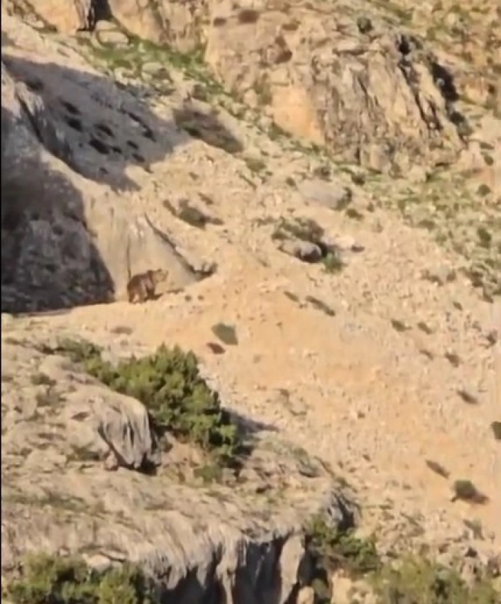 Ayı gören çoban kurt gibi uludu
