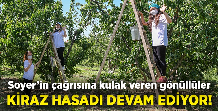 Başkan Soyer’in çağrısına yanıt veren gençler kiraz hasadına devam ediyor!