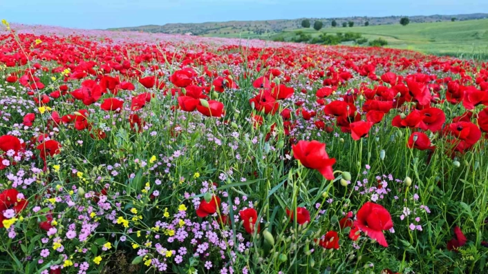 Batmanda gelincik ve papatyalar cümbüşü oluşturdu
