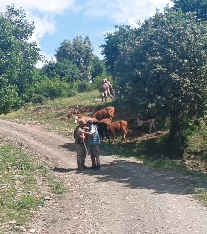 Batmanda kayıp 15 büyükbaş hayvan, jandarma tarafından bulundu
