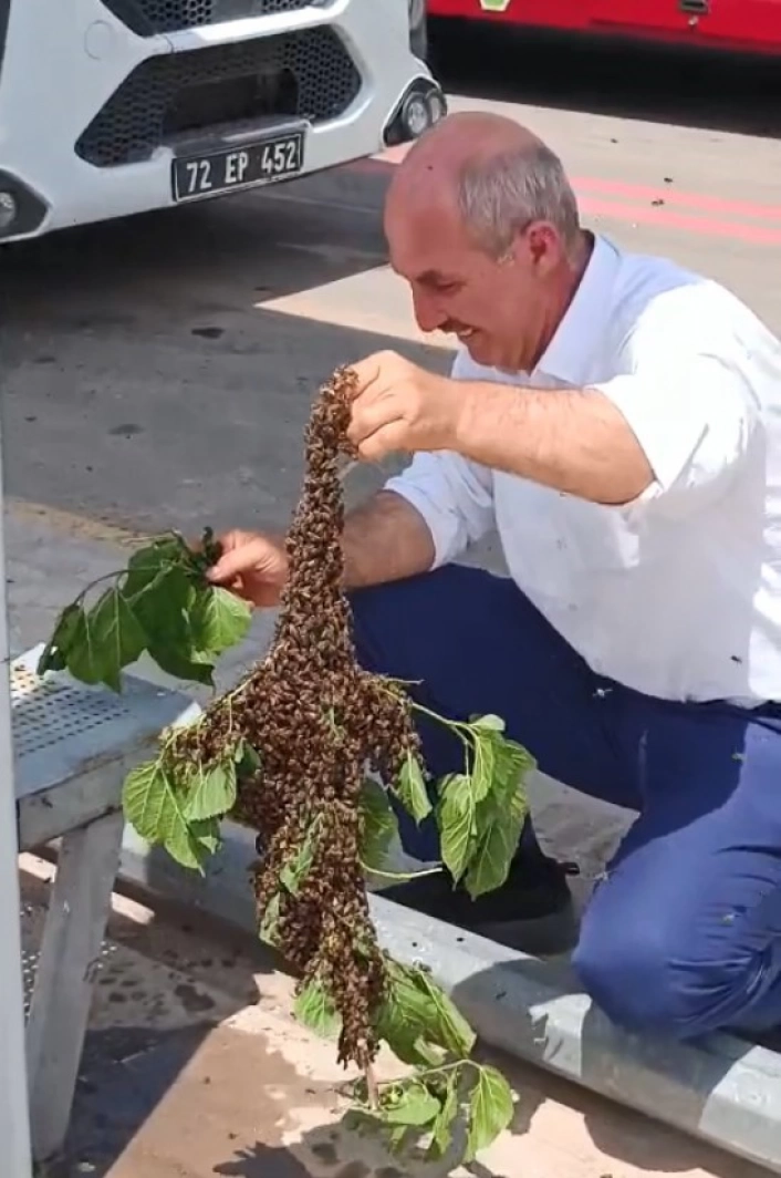Batmanda otobüs durağında arı paniği
